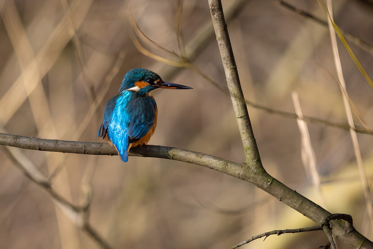 IJsvogel op een tak
