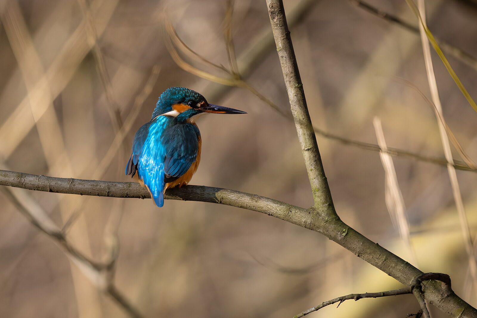 CW9328179: IJsvogel op een tak