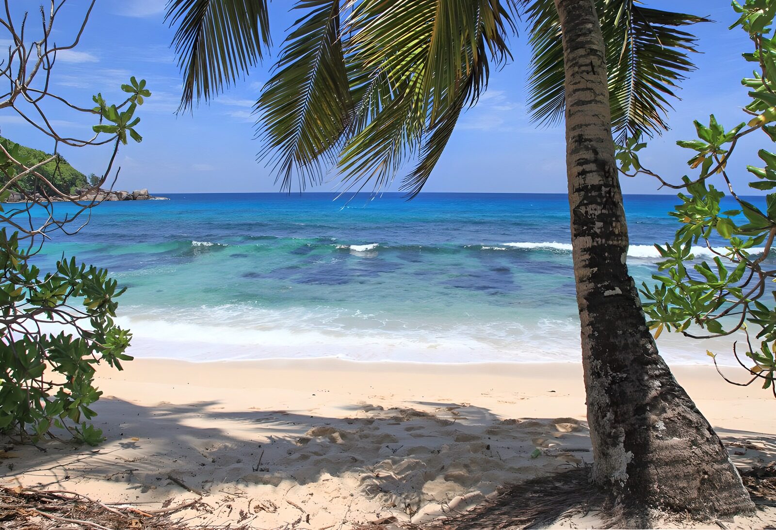 CW3158369: Tropisch strand met palmbomen