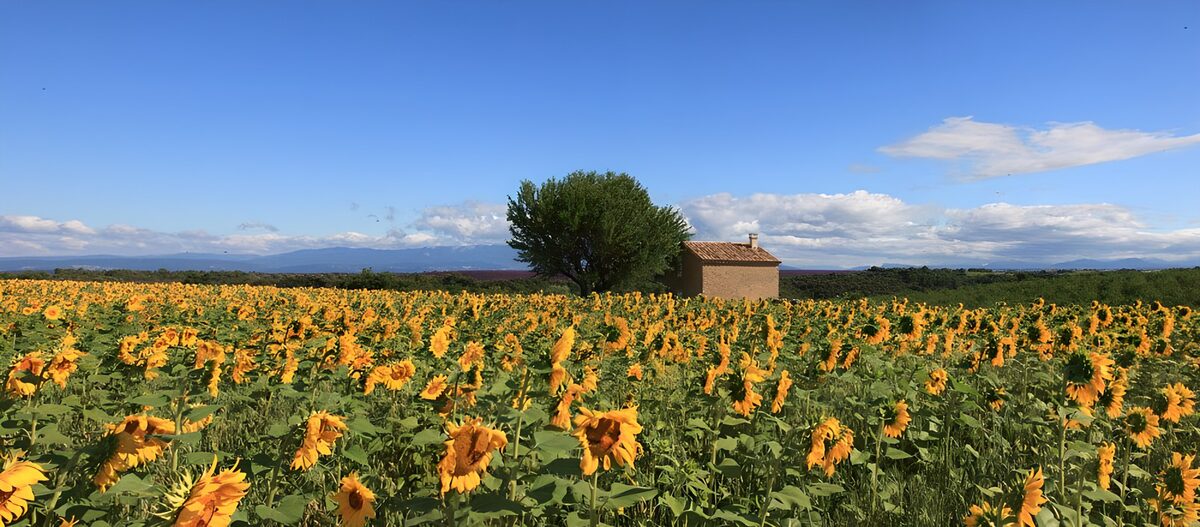 Zonnebloemenveld met een huisje