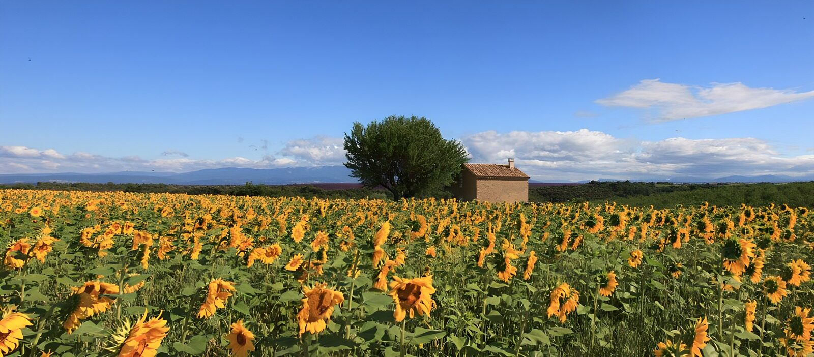 CW7097637: Zonnebloemenveld met een huisje