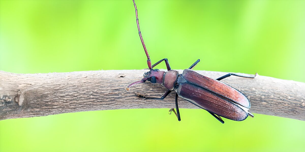 Rode insect op tak
