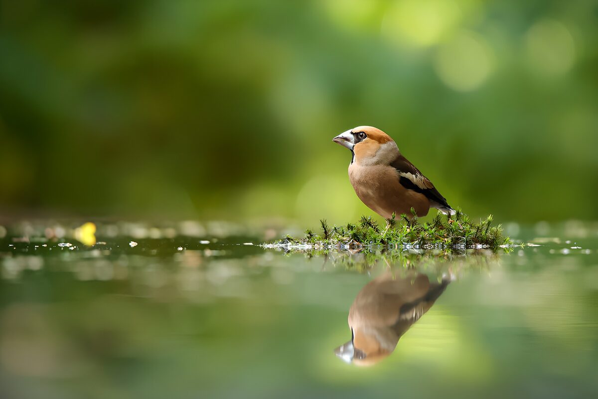 Vogel met spiegelbeeld in het water