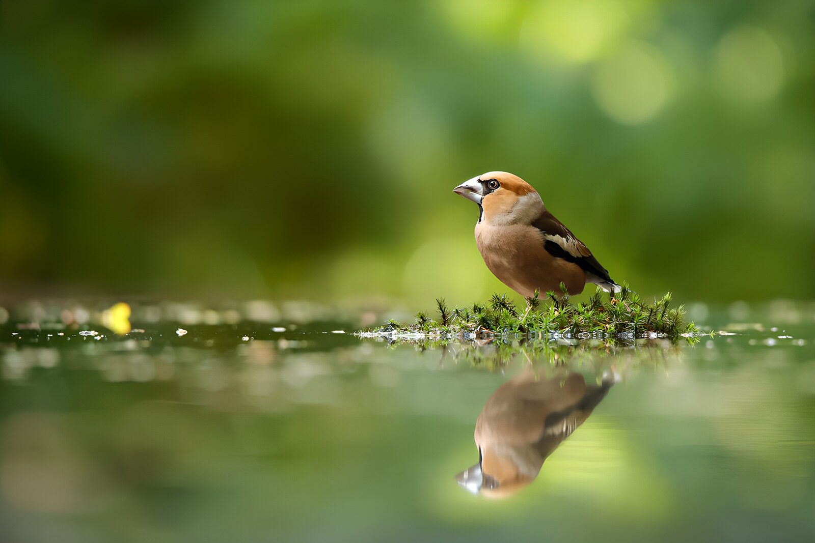 CW6014073: Vogel met spiegelbeeld in het water