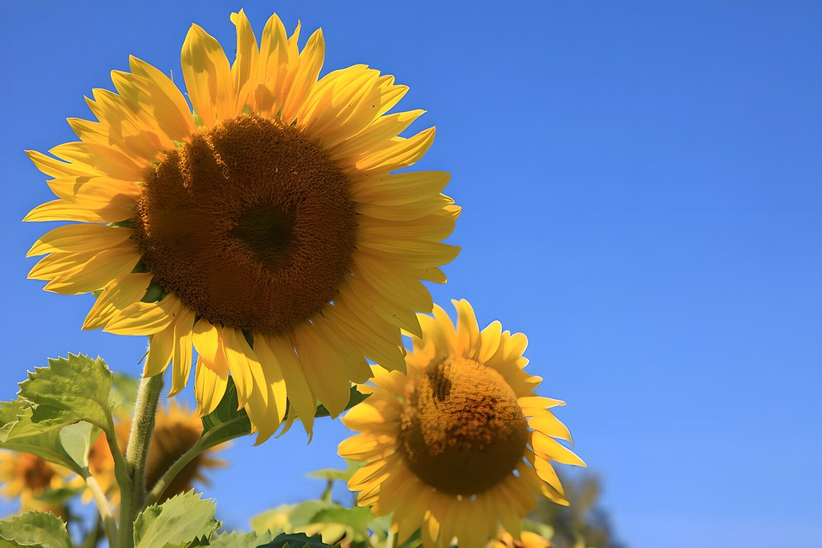 CW4160974: Zonnetjes onder een blauwe lucht