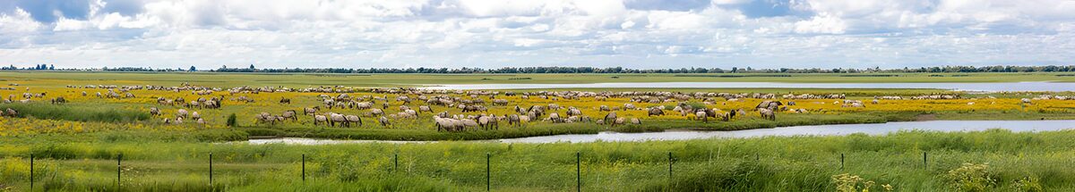 Groene weide met grazende dieren