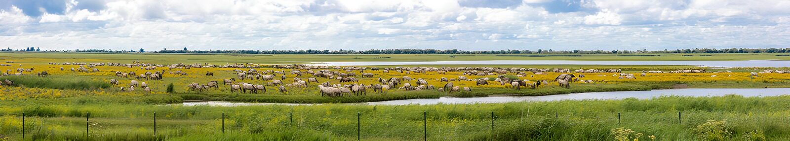 CW5052439: Groene weide met grazende dieren