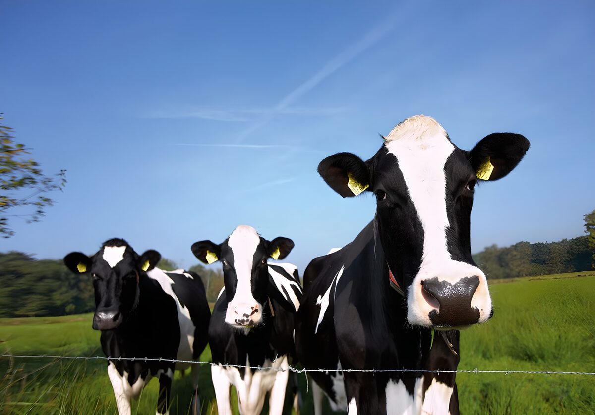 Drie nieuwsgierige koeien in het veld