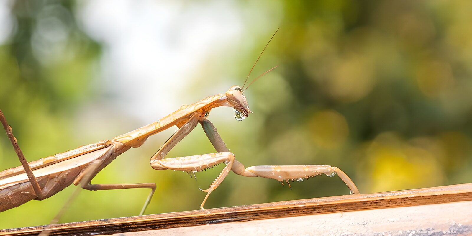 CW2345001: Insect met waterdruppels op zijn lichaam