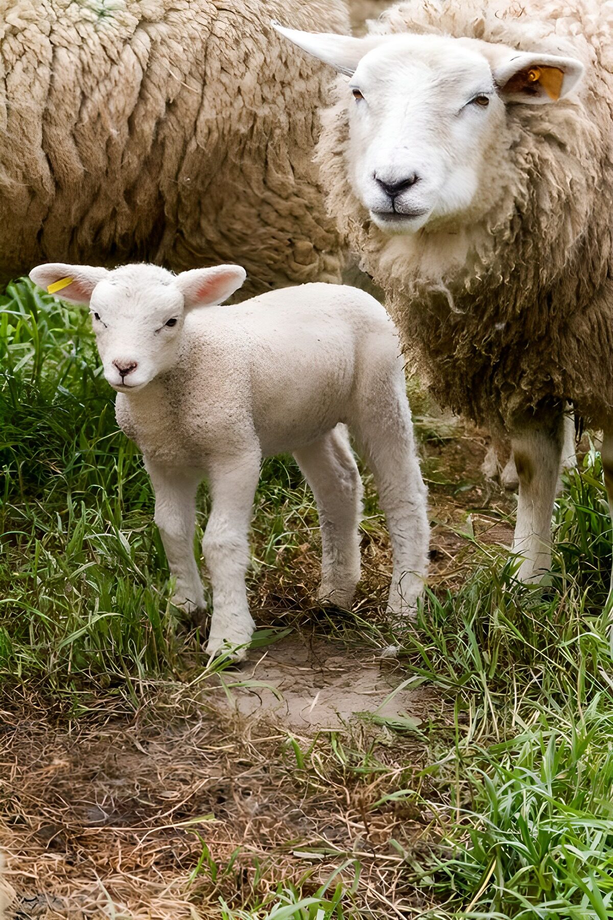 CW3616939: Lammetje en moederschapen in het gras
