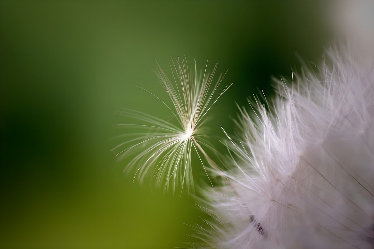Dandelion Zaad met een Verfrissende Achtergrond