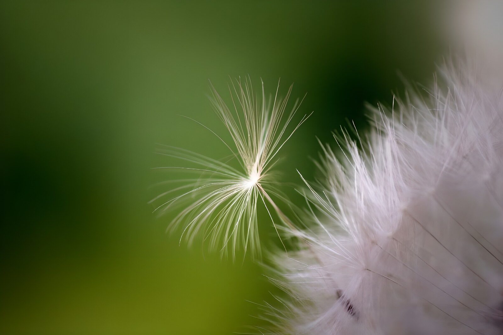CW4423902: Dandelion Zaad met een Verfrissende Achtergrond