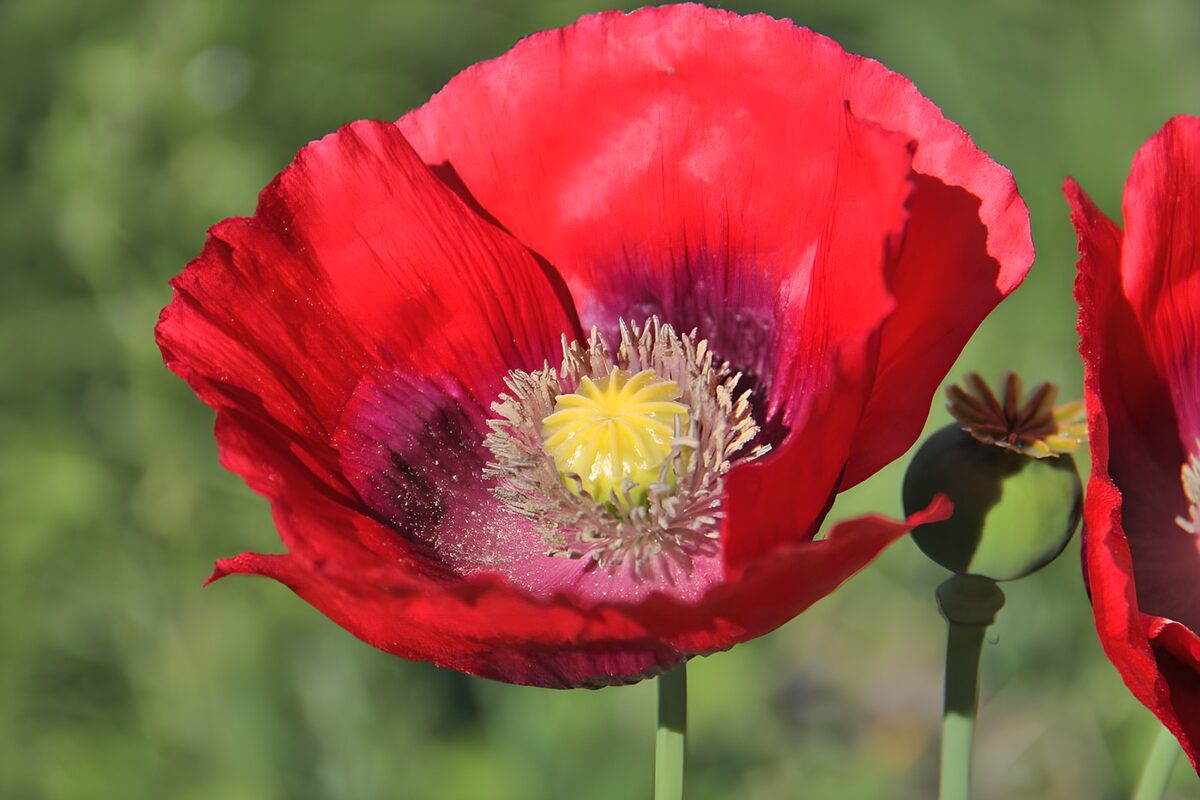 Prachtige rode papaverbloem
