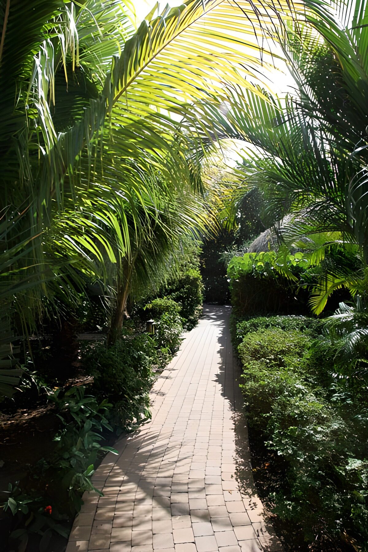 CW5539735: Groene Rustgevende Pad tussen Palmbomen