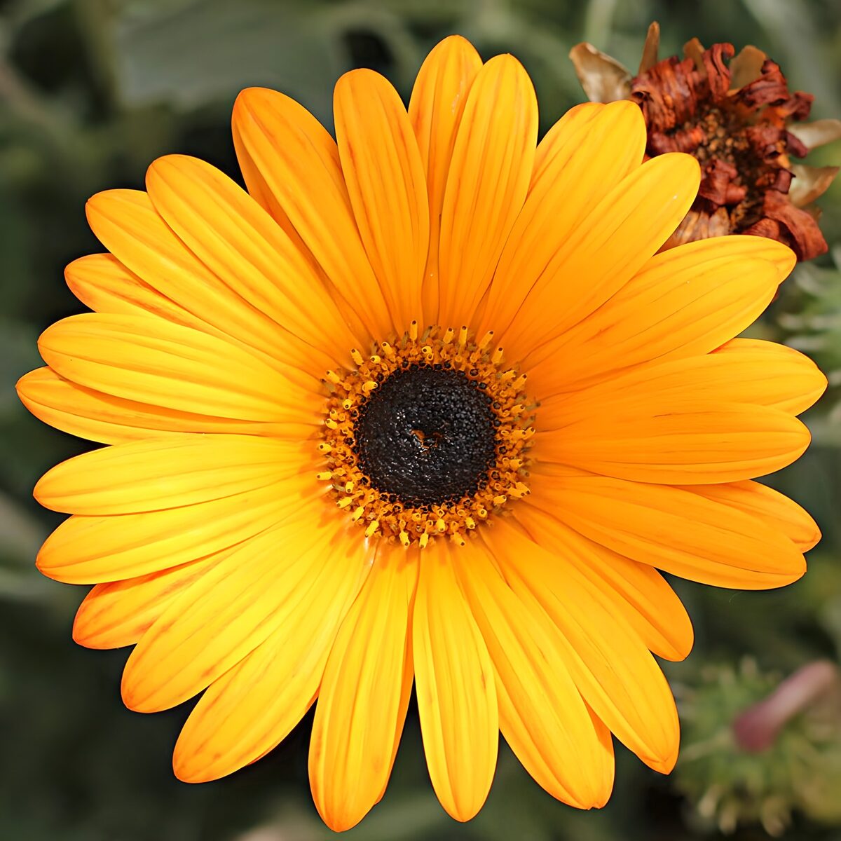 Stralende Gele Bloem