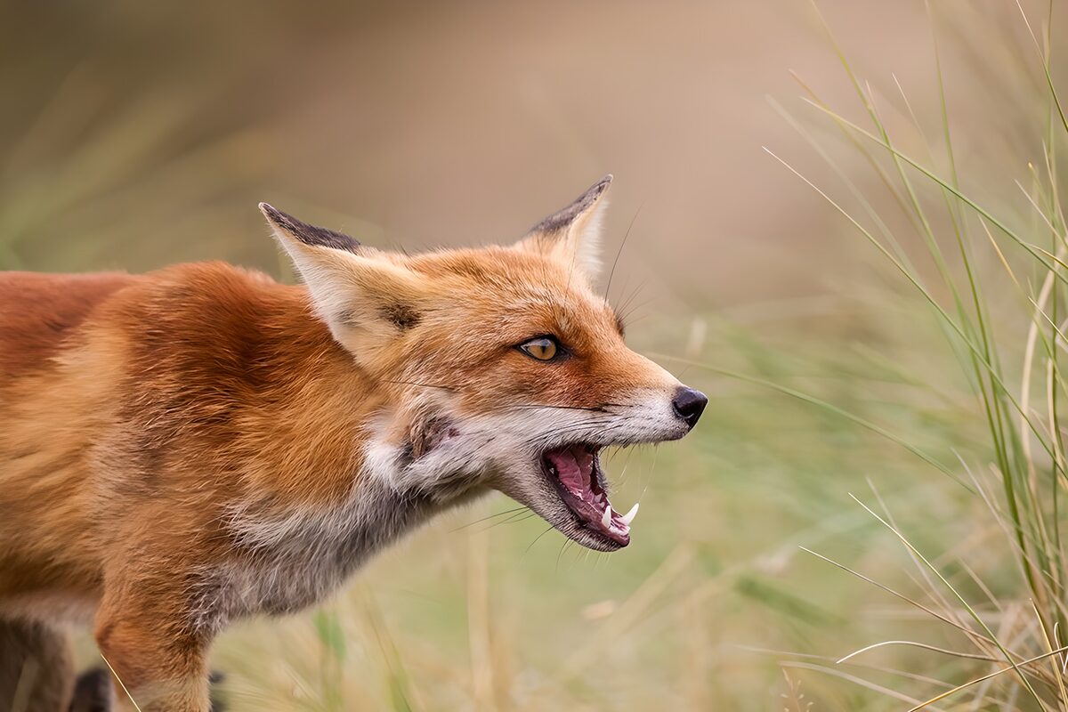 Woeste vos in het gras