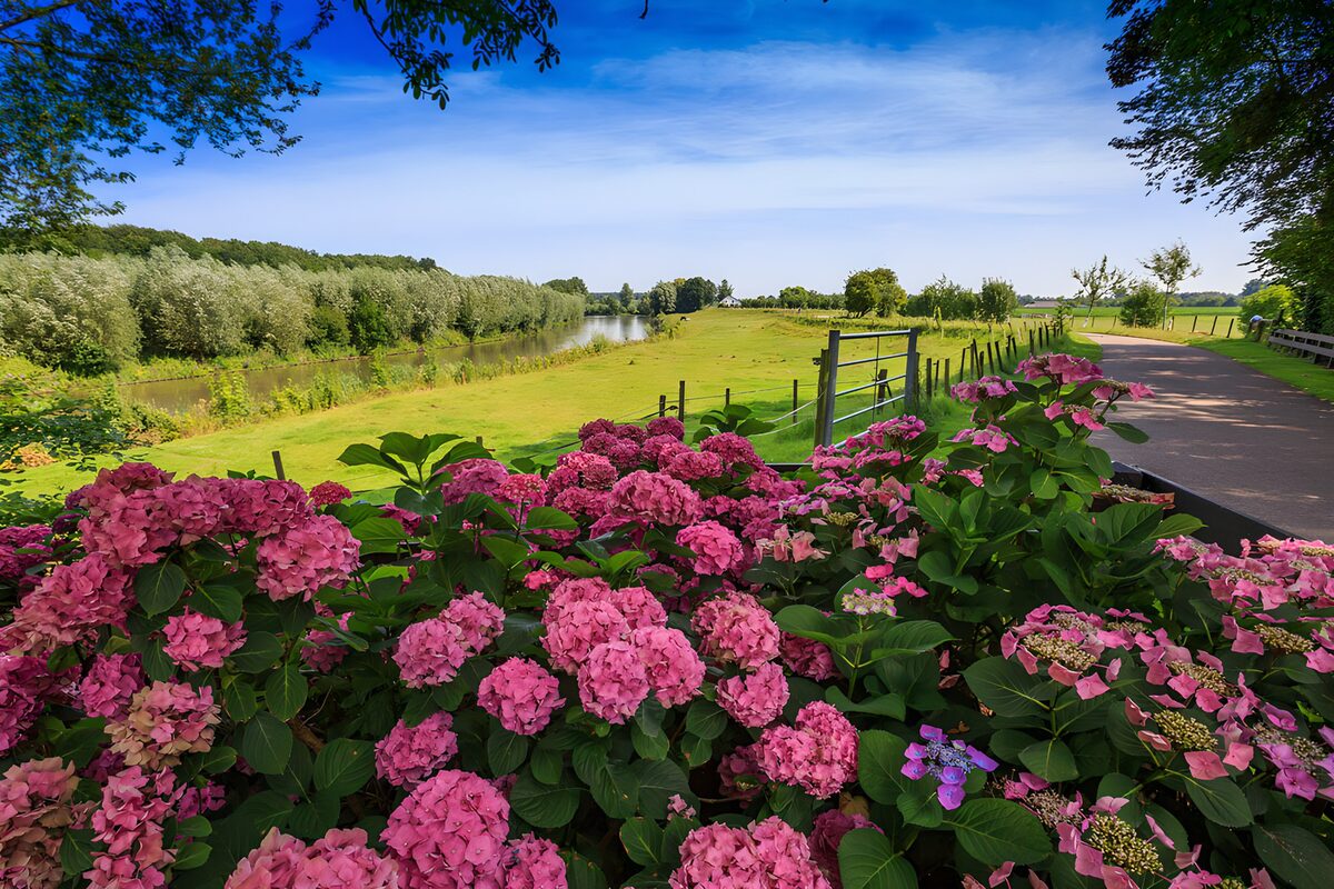 CW2679199: Bloeiende Hortensia's bij de Handel
