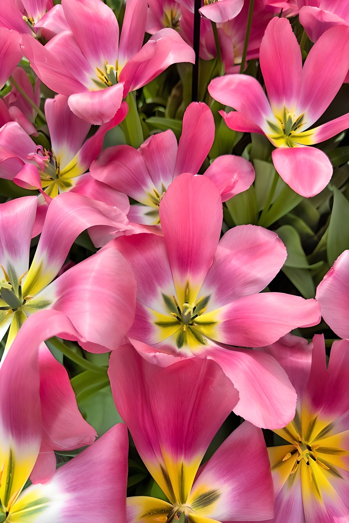 CW6894801: Prachtige roze tulpen in volle bloei