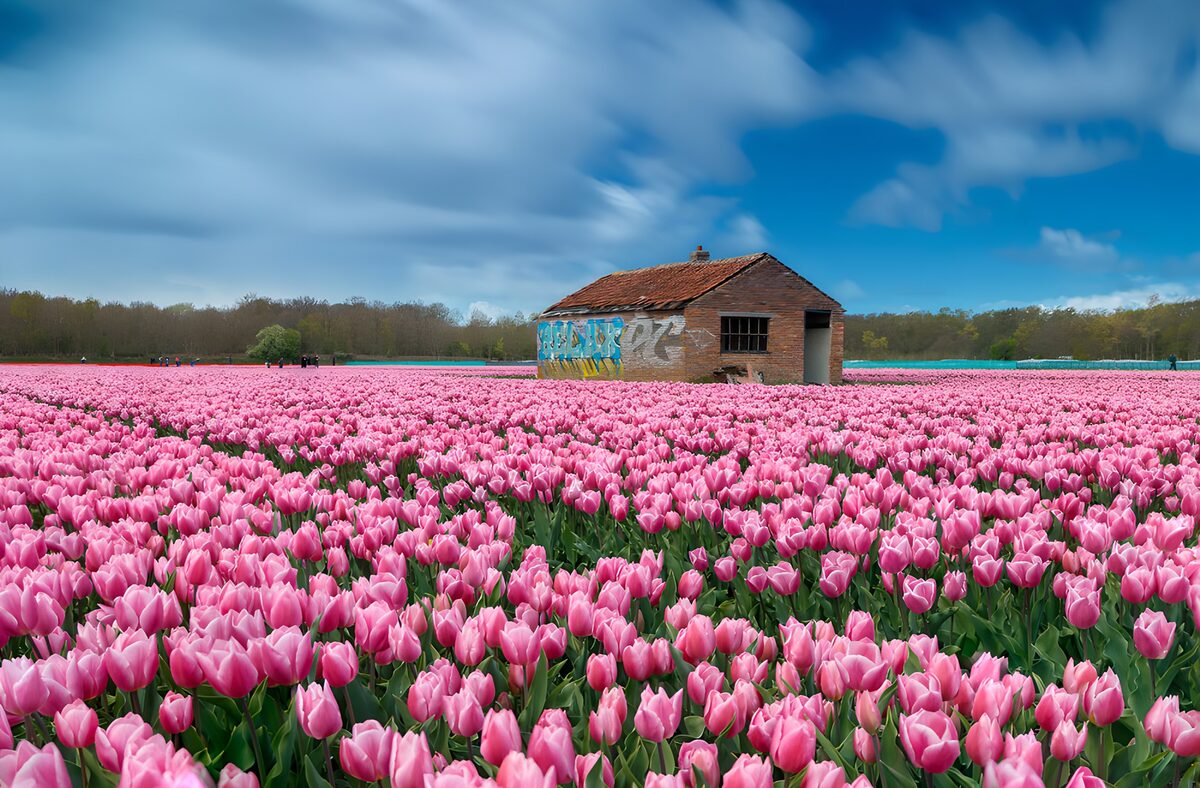 Tulpenveld met vervallen schuur