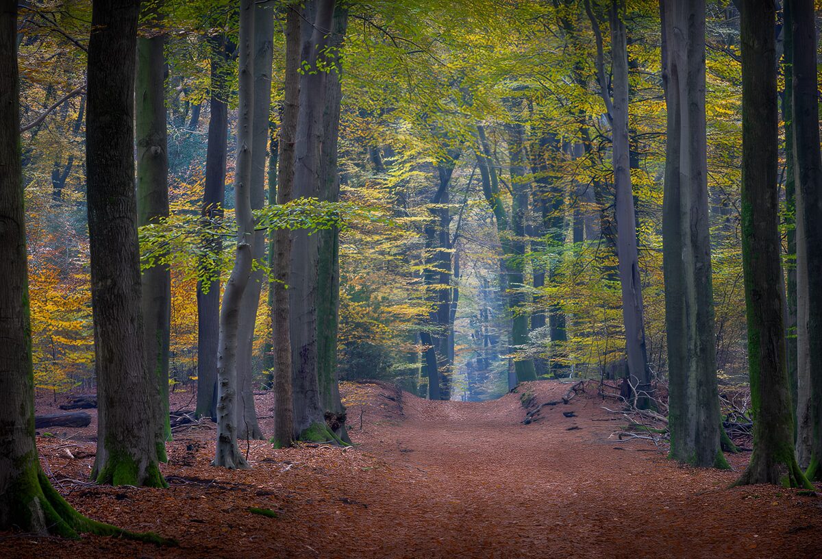 CW9088406: Herfstwandeling door het bos