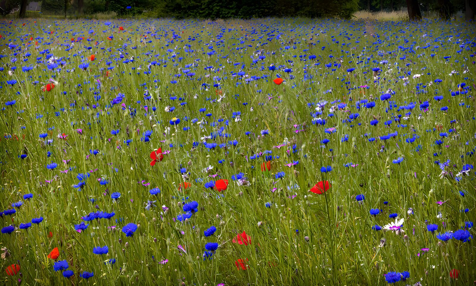CW8461448: Kleurrijke bloemenweide in bloei