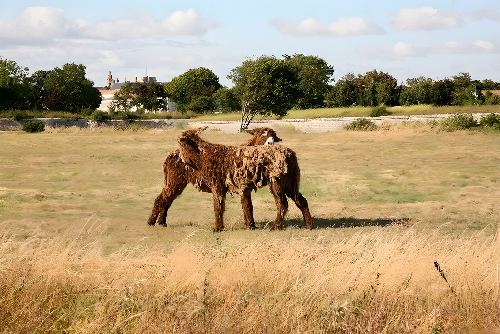 CW5495828: : Twee bijzondere schapen in het veld