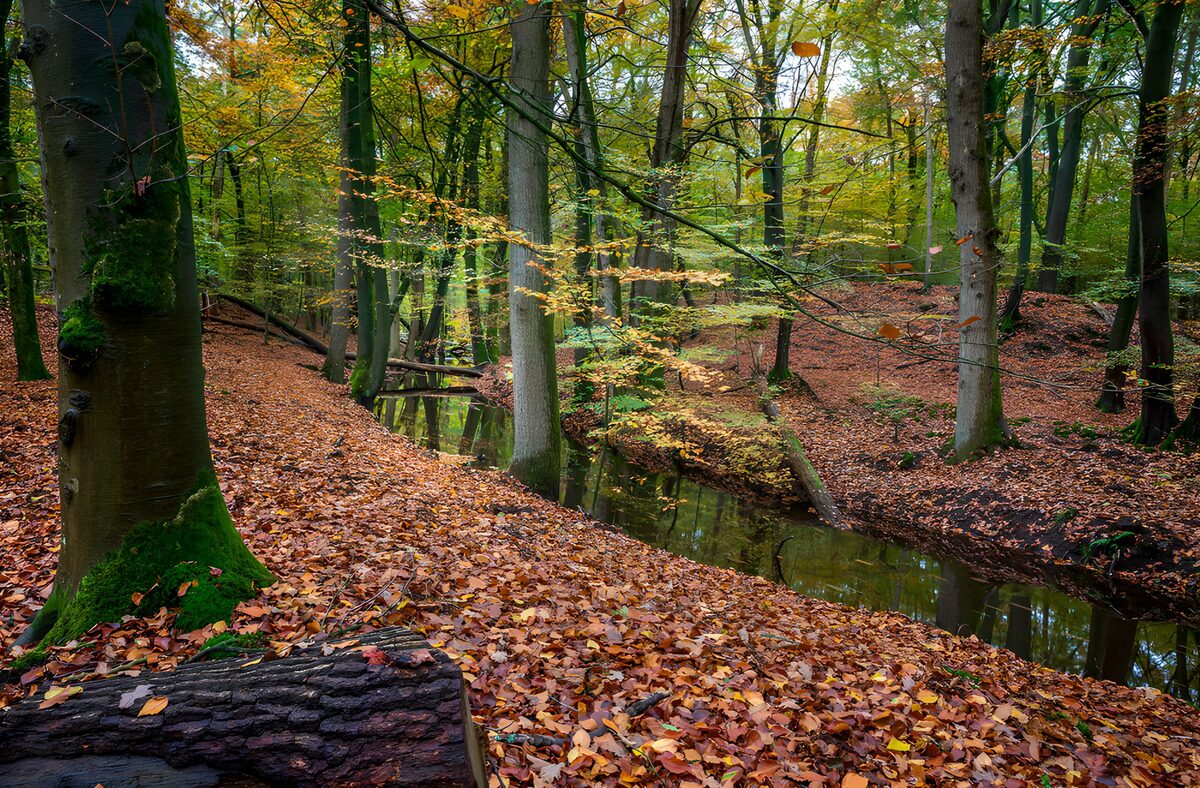 Herfstige bosweg met spiegelend water