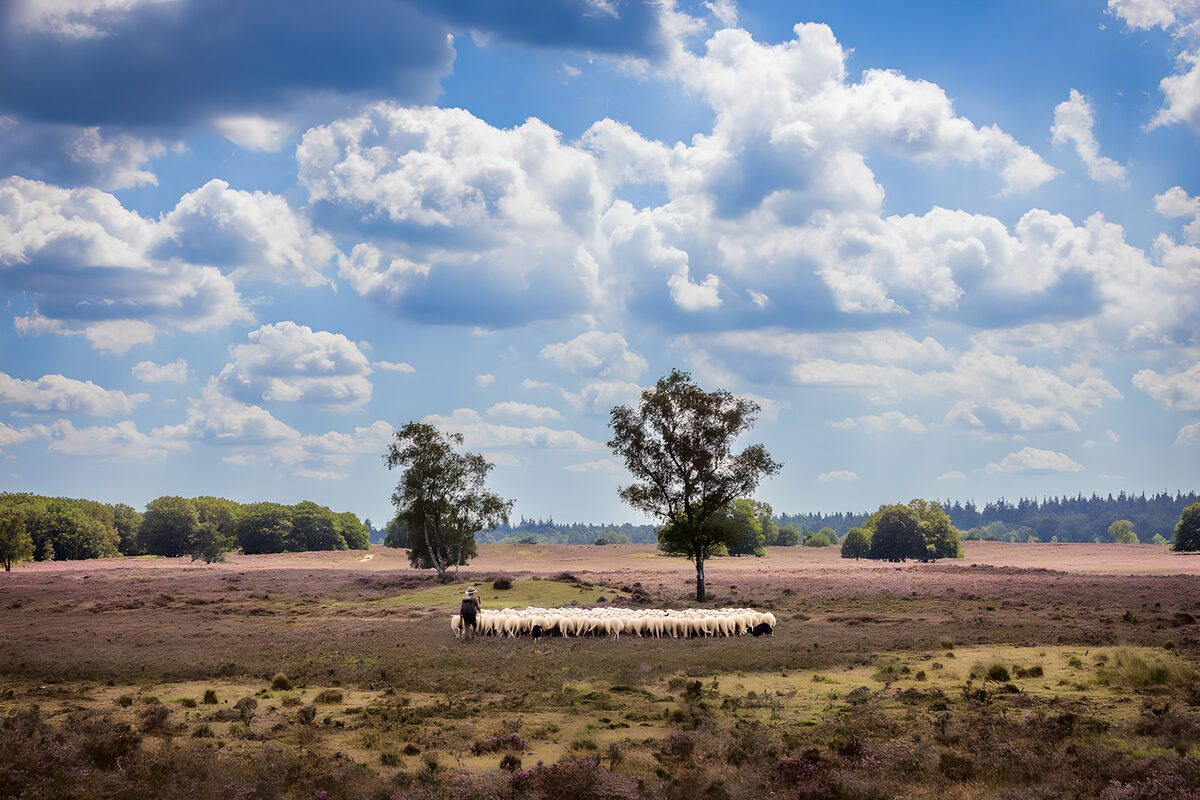 Schapen op heide met prachtige wolken