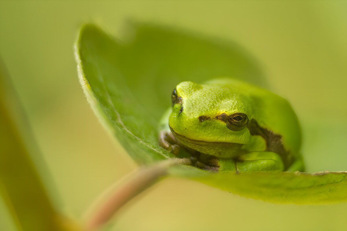 Schattige groene kikker op een blad