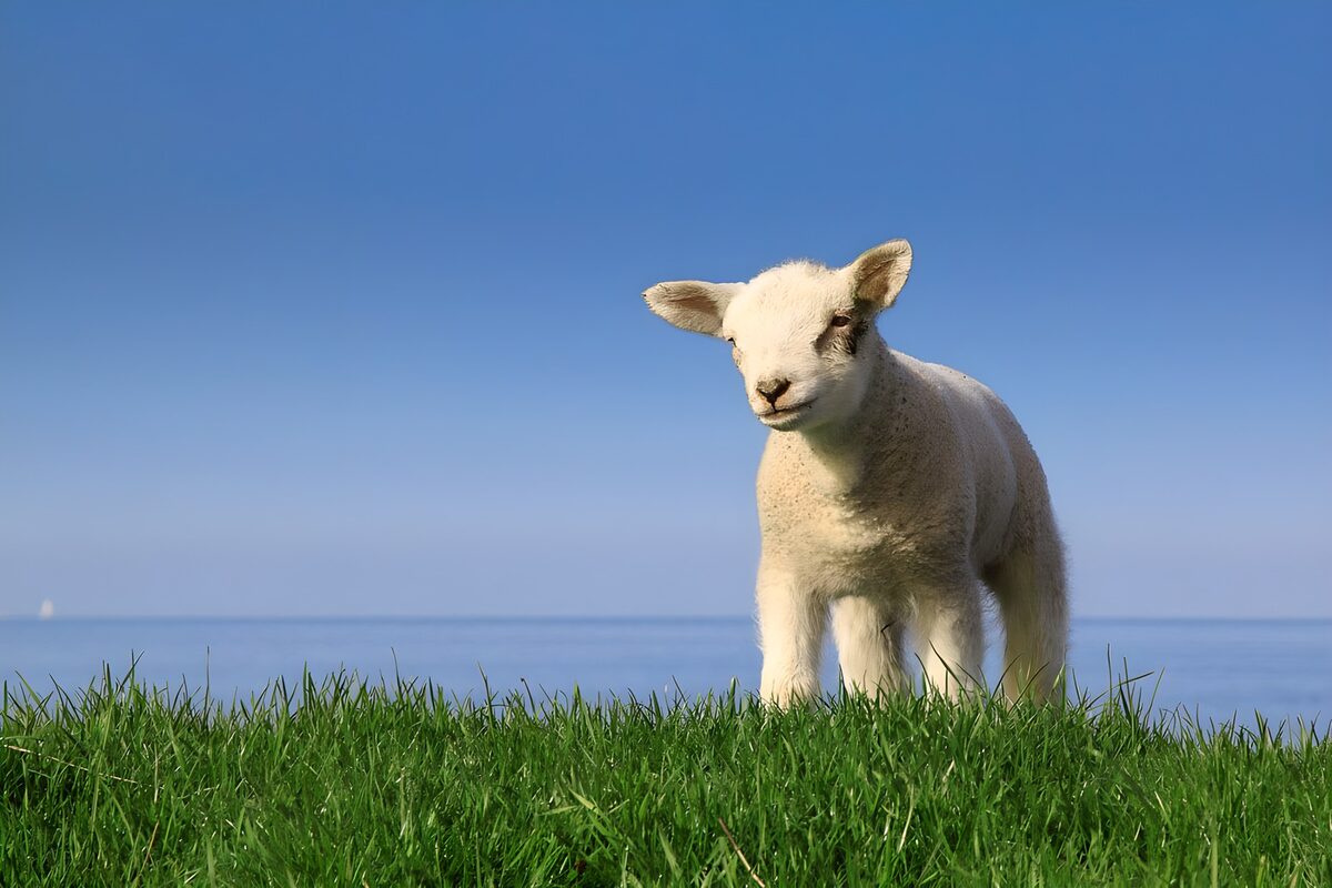 Schattig lammetje in de wei