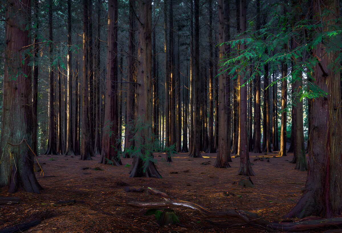 CW8282286: Mystiek bos met hoge bomen