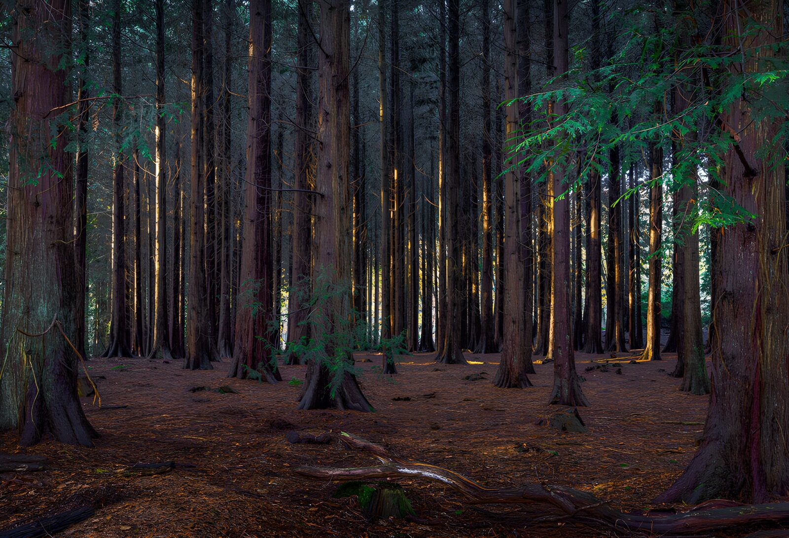 CW8282286: Mystiek bos met hoge bomen