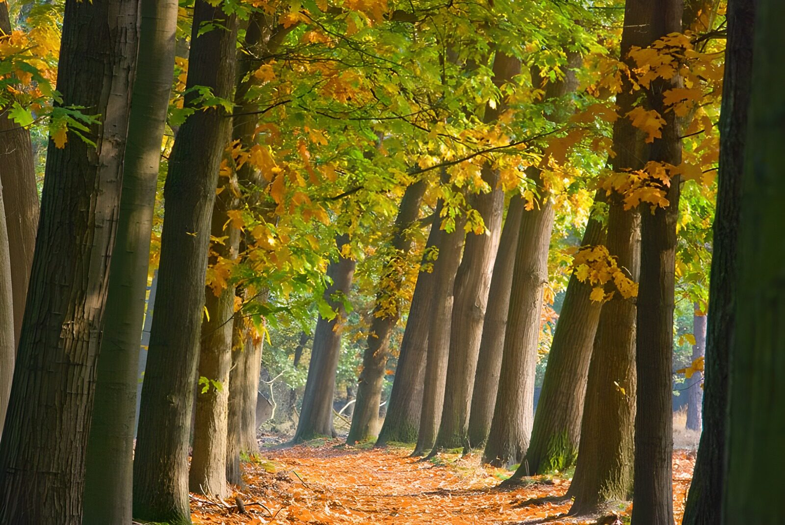 CW7144650: Kleurige Herfstwandeling in het Bos