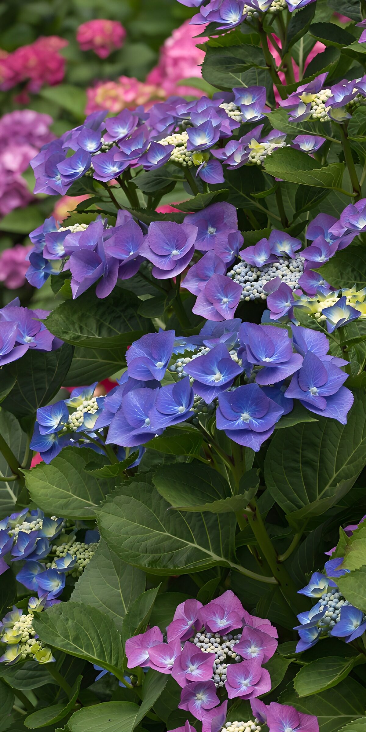 CW8185048: Prachtige Hydrangea Bloemen
