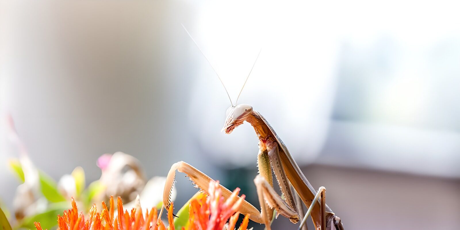 CW6825439: Hoornaal in de natuur