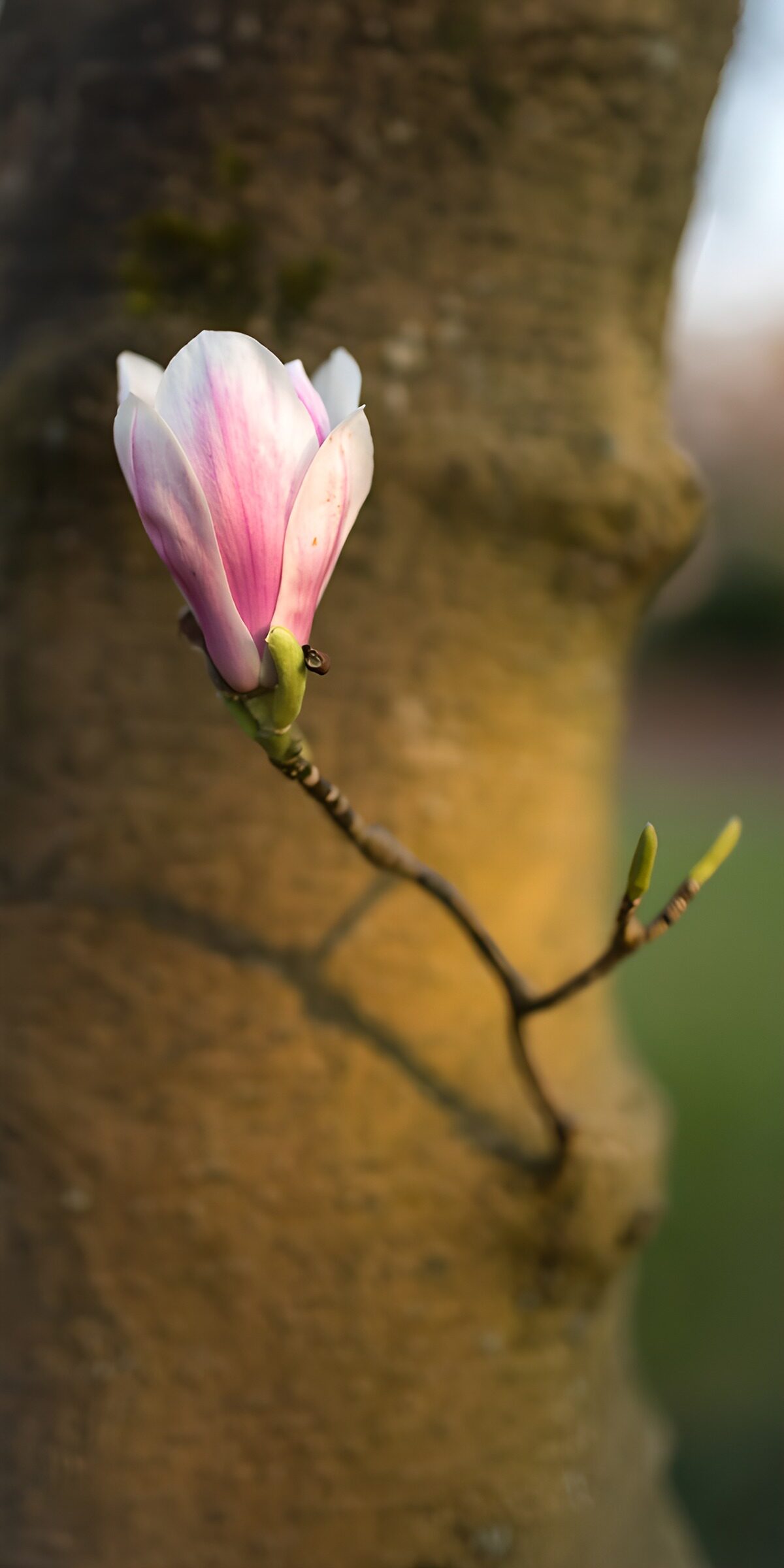 Bloeiende magnolia aan boomstam