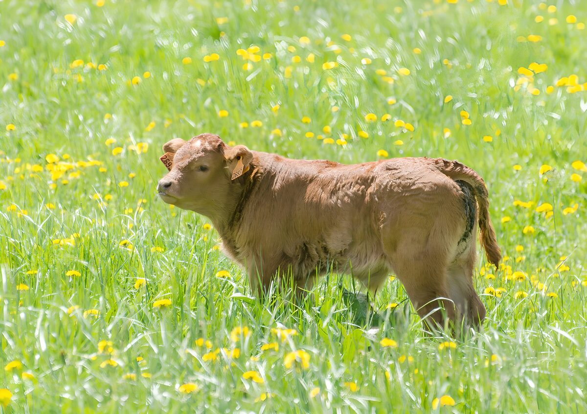 Jong kalf in bloeiende weide