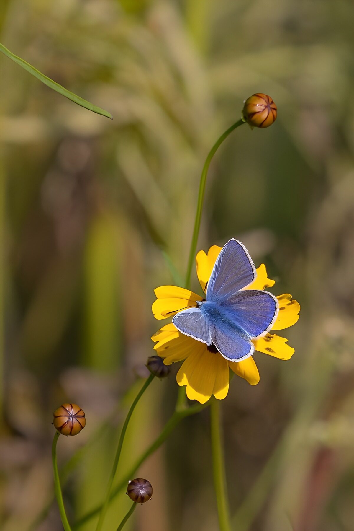 CW4565105: Prachtige blauwvlinder op een bloem