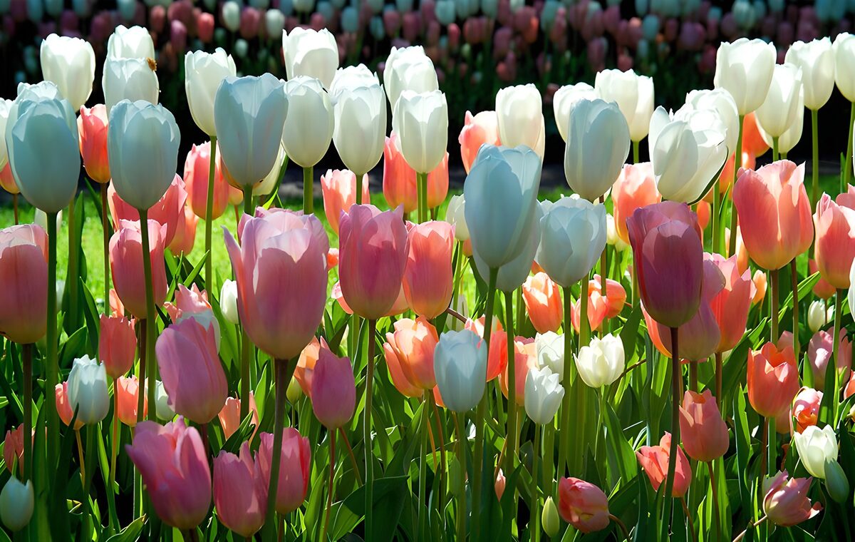 Kleurrijke tulpen in volle bloei