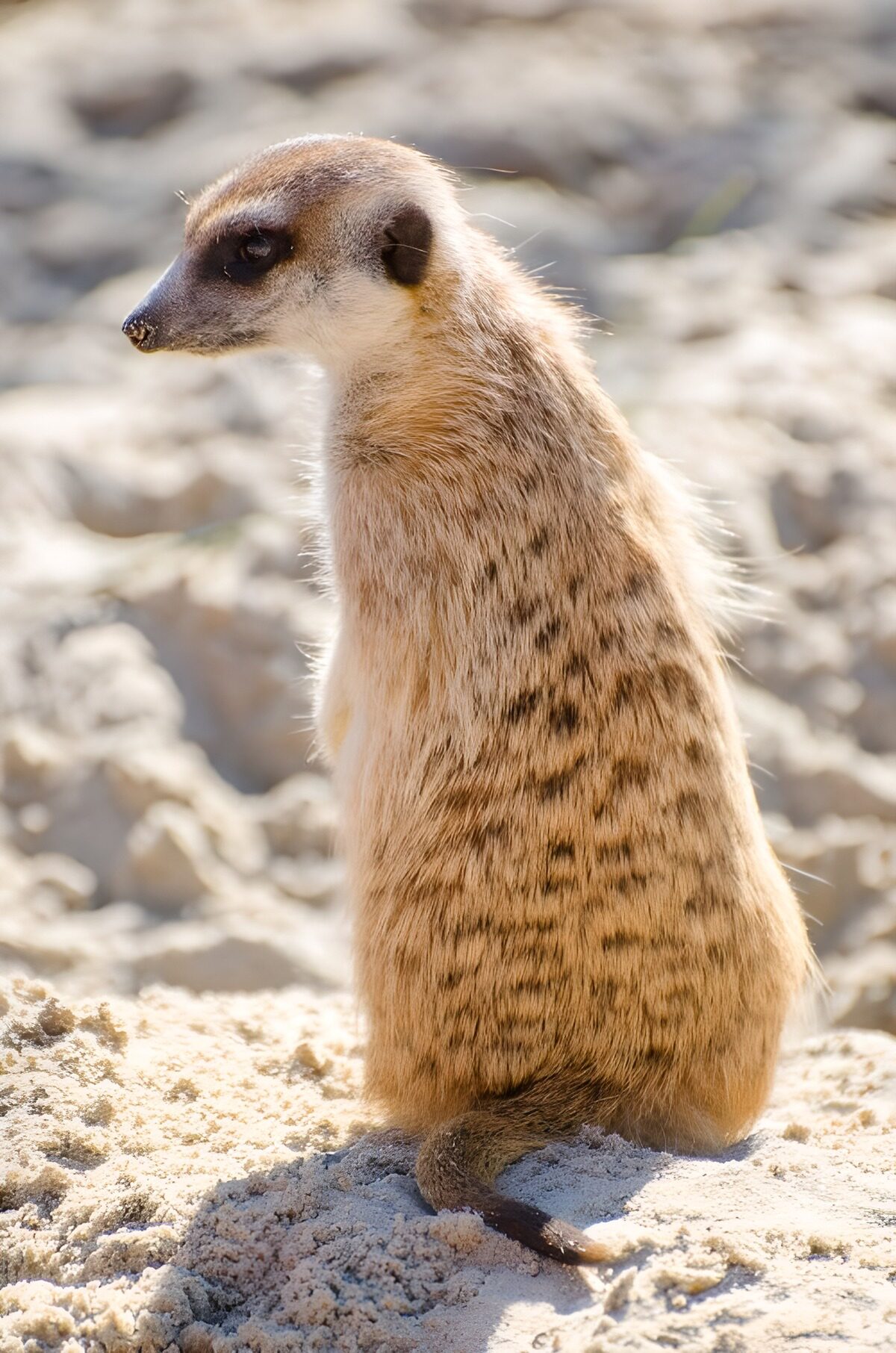 CW7311860: Vriendelijke suricate in het zonnetje