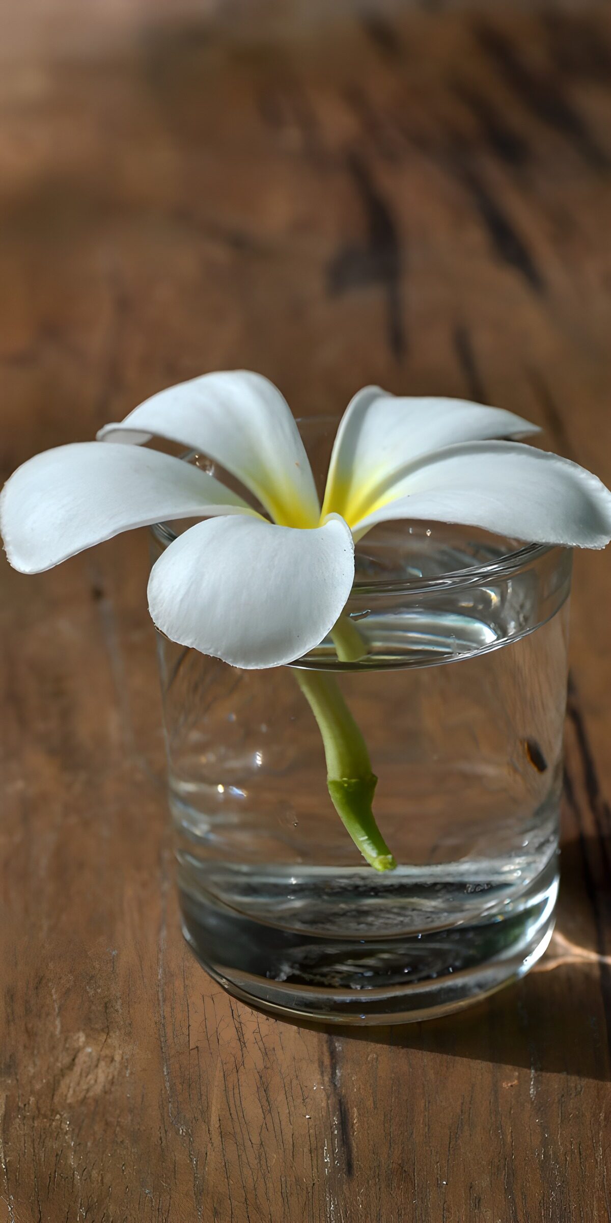 CW1239374: Eenvoudige bloemenpresentatie in glas