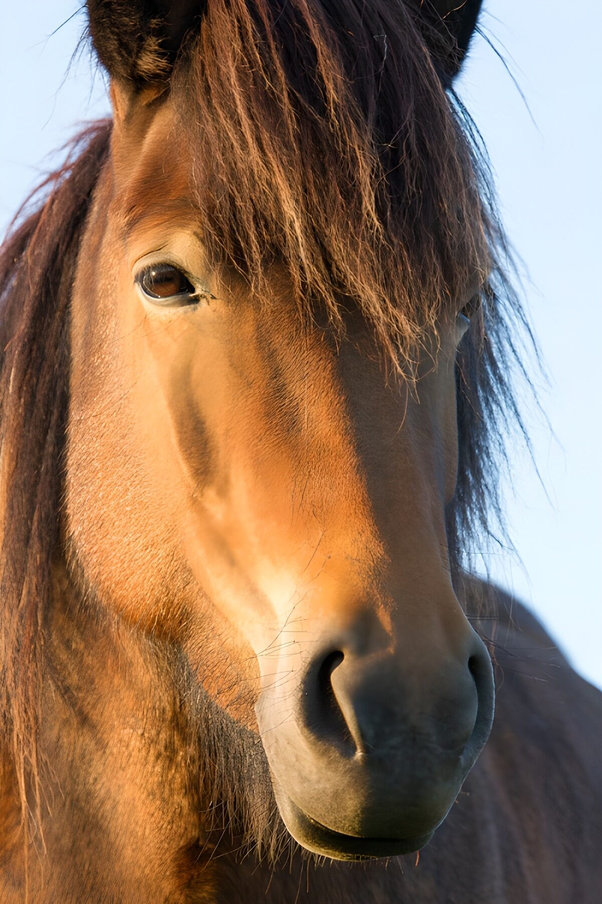 Majestueuze dichtbij opname van een paard
