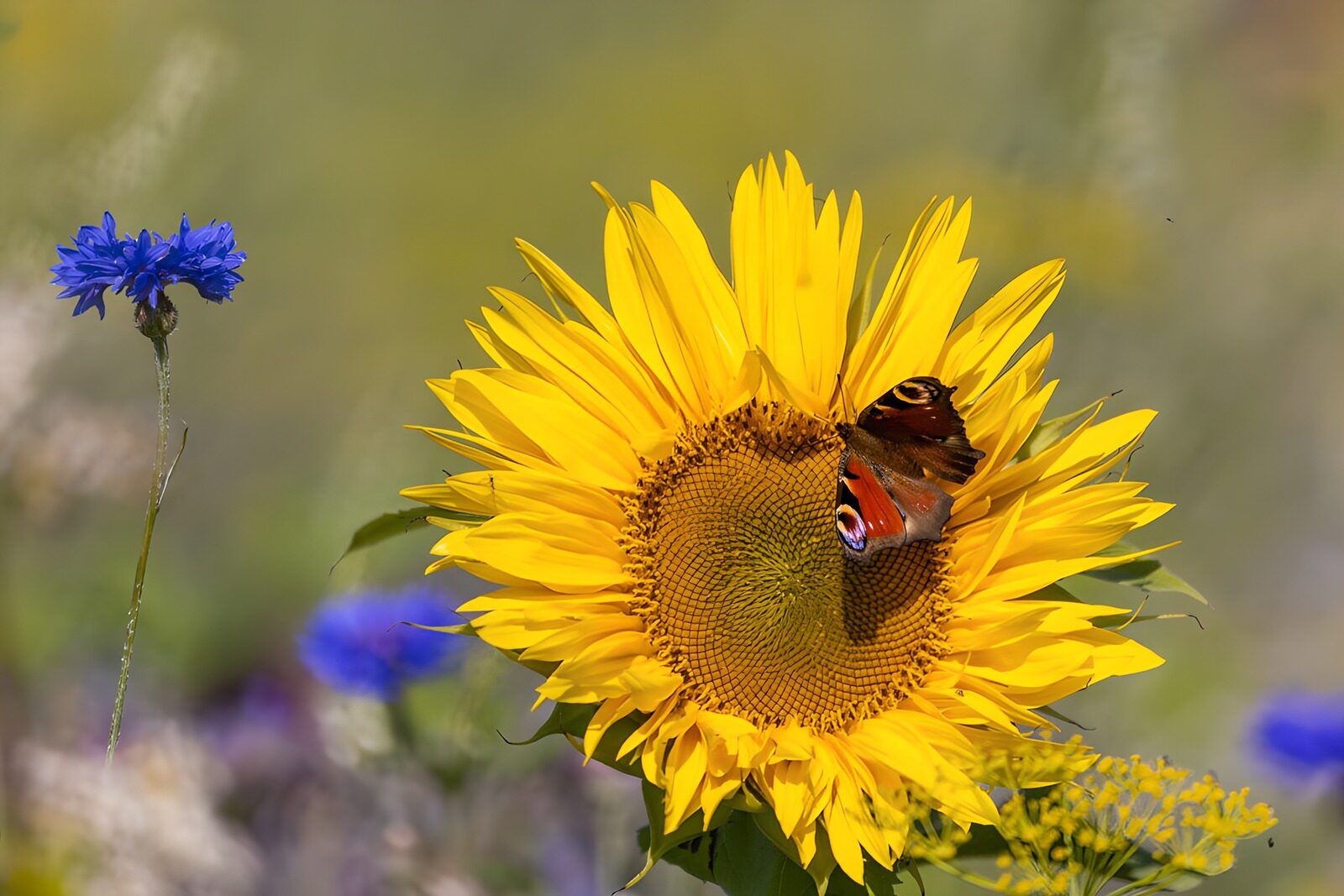 CW3407654: Vlinder op een zonnebloem