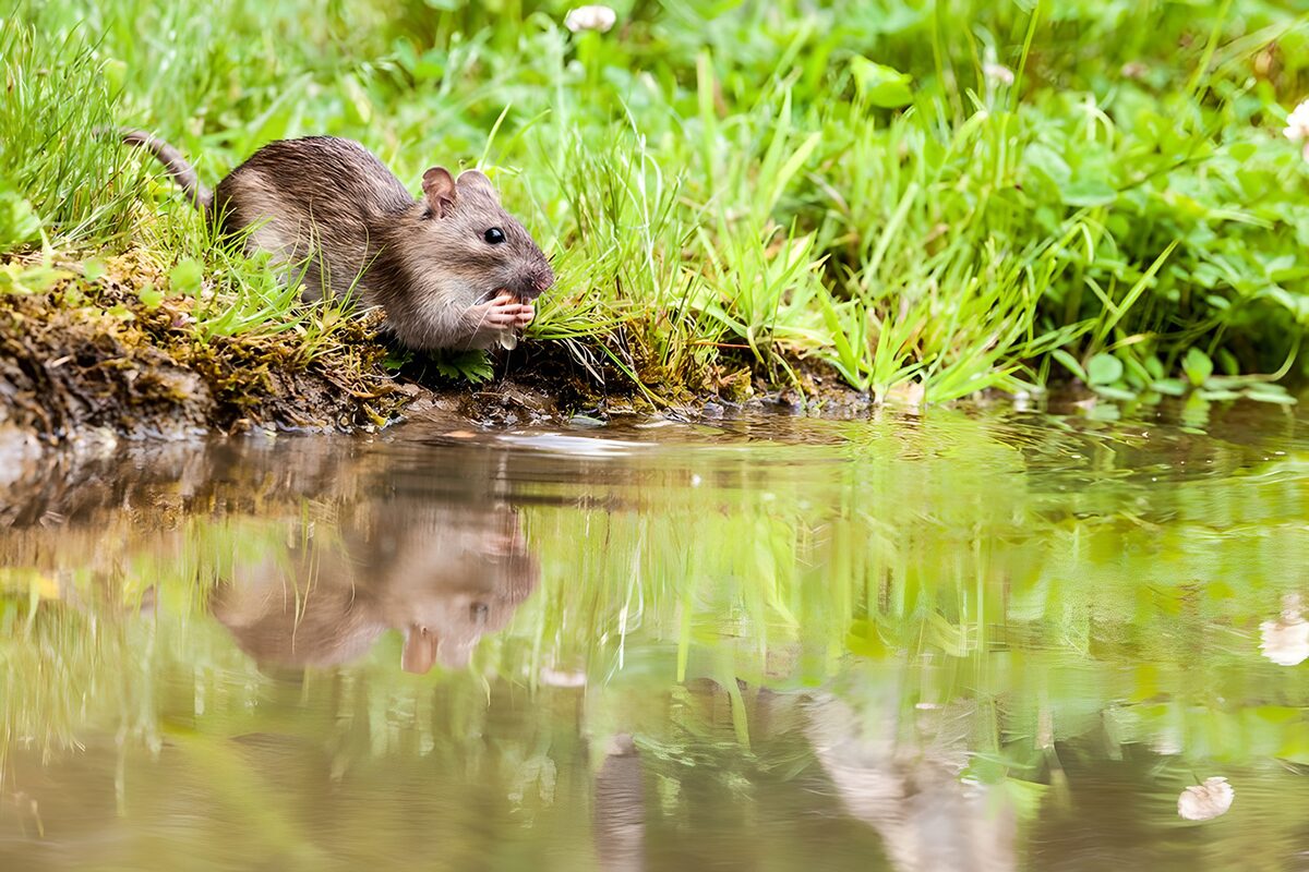 Muis aan de waterkant
