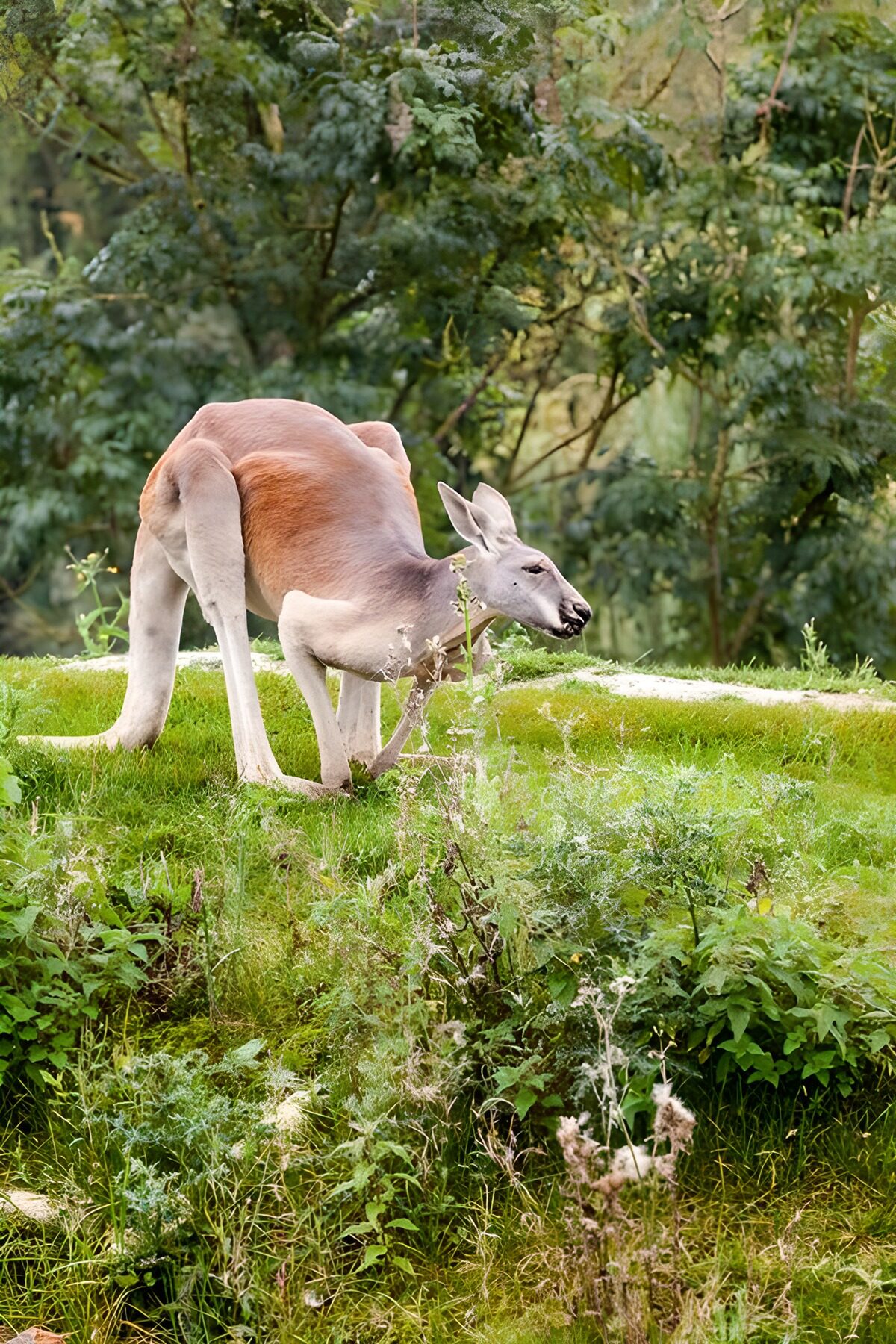 Kangaroo op een groene vlakte
