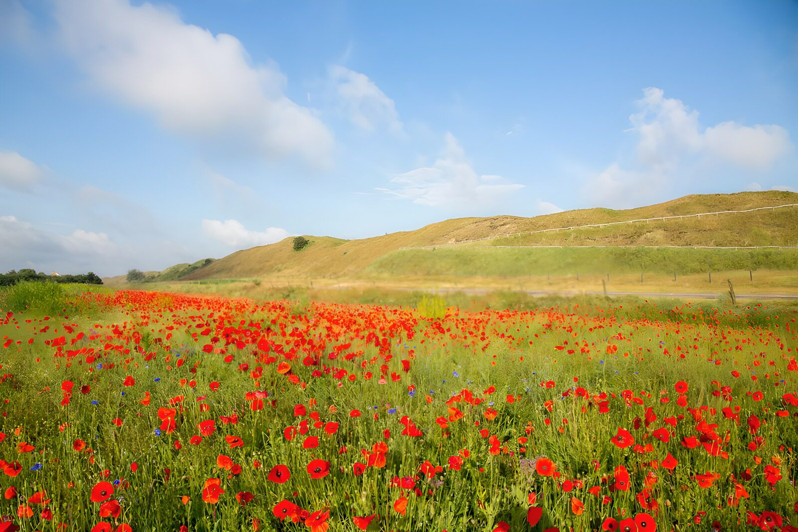 CW3799259: Zonovergoten klaprozenveld onder blauwe lucht