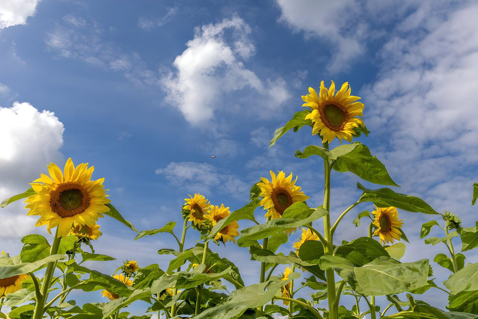 CW4305359: Zonnebloemen onder een blauwe lucht