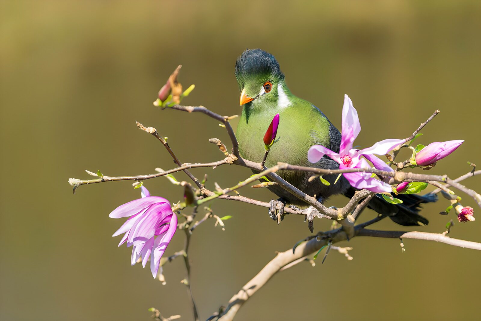 CW9819880: Kleurrijke Vogel Op Magnolia Tak