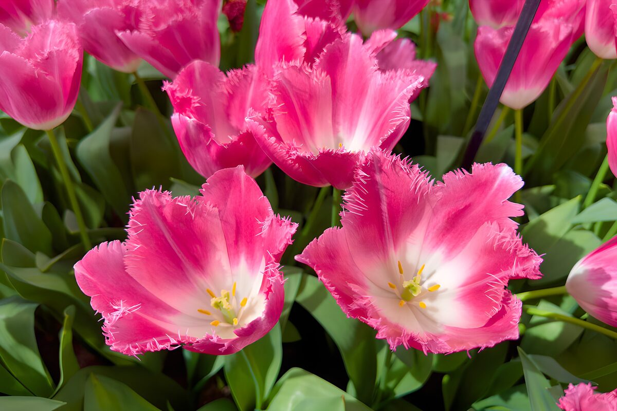 Schitterende roze tulpen in bloei