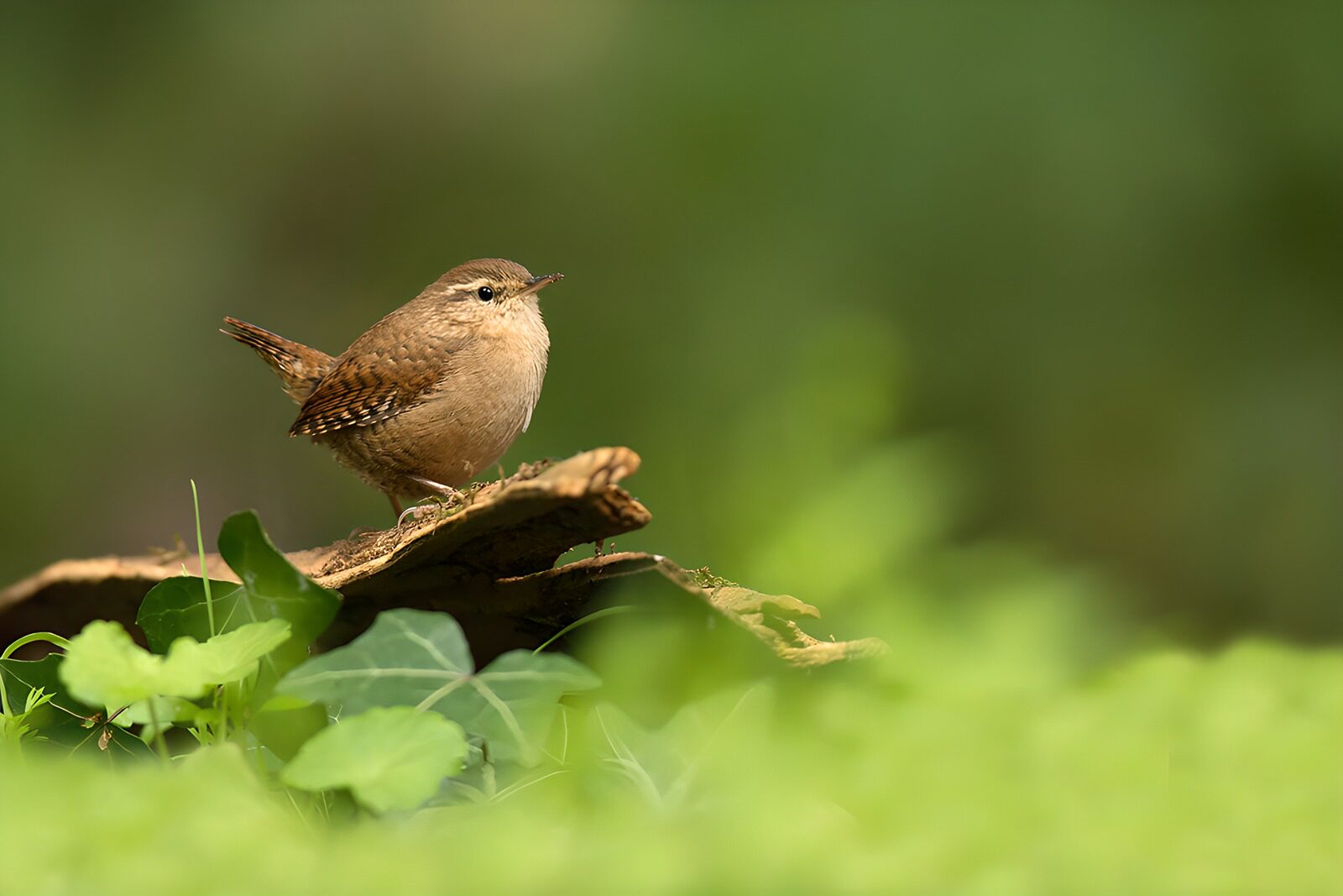 CW9844856: Kleine vogel op een boomstronk